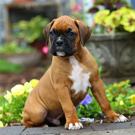 boxer puppy breeders in florida